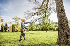 Best Palm Tree Trimming  in Park Layne, OH