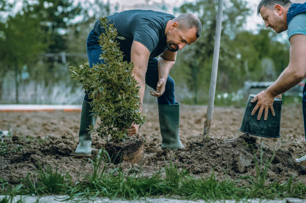 How Our Tree Care Process Works  in  Park Layne, OH